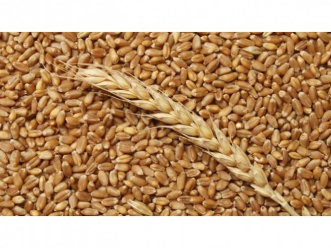 Продавам фуражна пшеница 10 т - Снимка 1