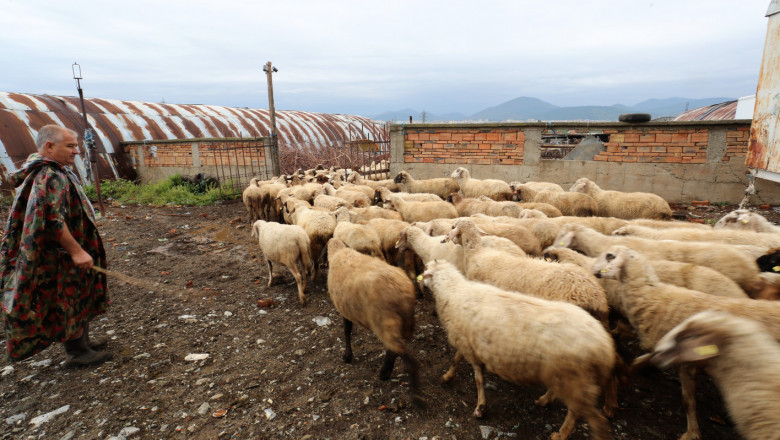 Заразена с антракс македонска овца уплаши българските фермери