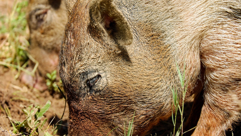 Констатираха нови случаи на АЧС при дива свиня