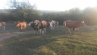Разпродажба на крави и телета - Снимка 1