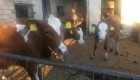 Разпродажба на крави и телета - Снимка 3