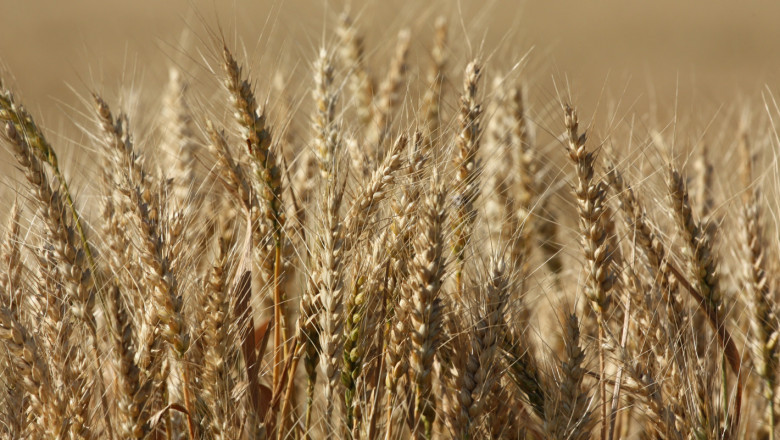 Почти двойно по-високи добиви от зърното в Търновско