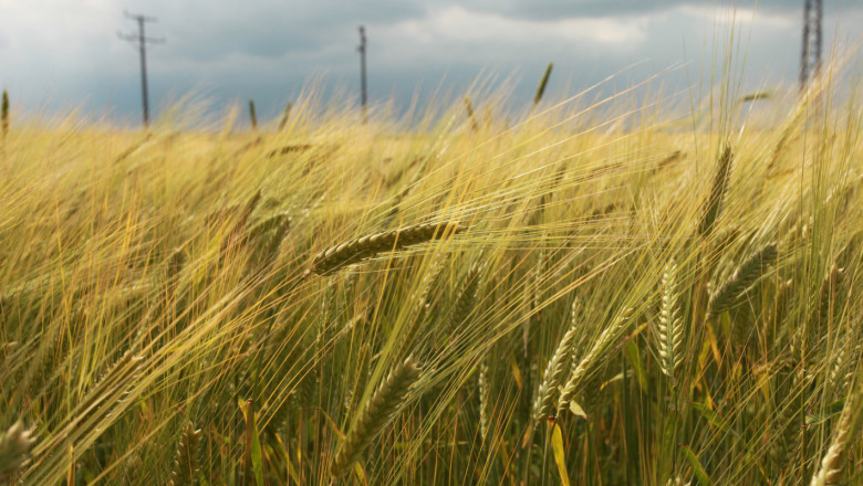 На борсите: Цените на зърното с нов спад