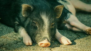 Откриха ново огнище на чума по свинете в Шуменско