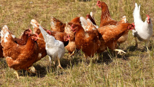 Секторен анализ: Птицевъдството загуби 20% от производството си
