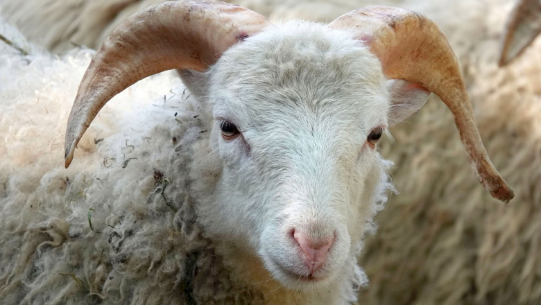 Призоваха Румъния да спре износа на живи животни