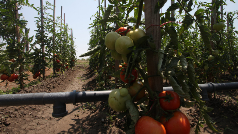 Реколтата от домати падна наполовина от миналогодишната