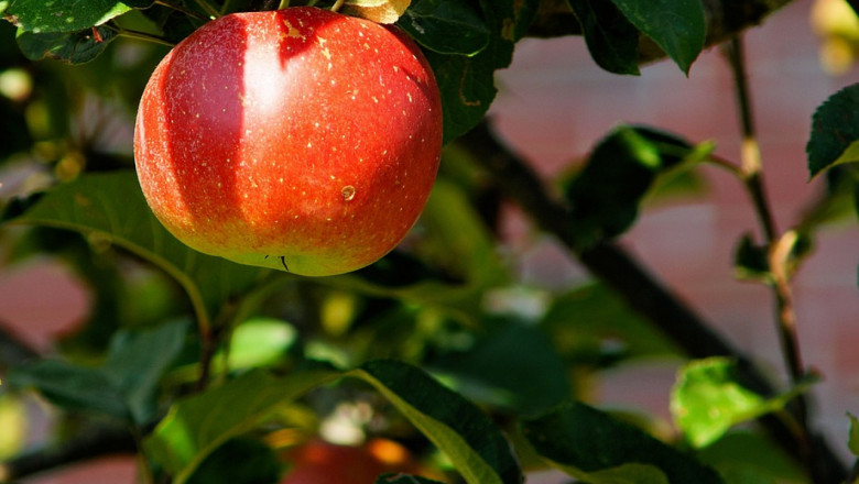 Холандска иновация: Покрив за ябълковата градина