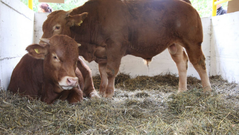 СТЕКСПО 2019: Най-добрите в сектора на месодайното животновъдство в Пловдив