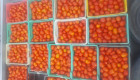Домати-биологични домати - Снимка 2