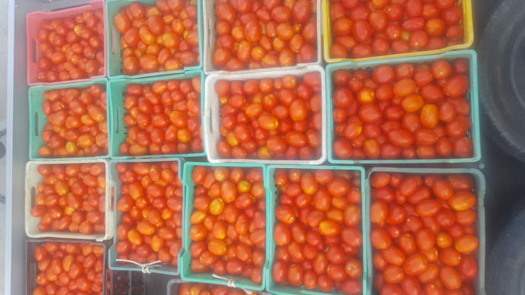 Домати-биологични домати - Снимка 2