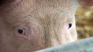БАБХ: Свинете в Голямо Враново ще бъдат унищожени - Agri.bg