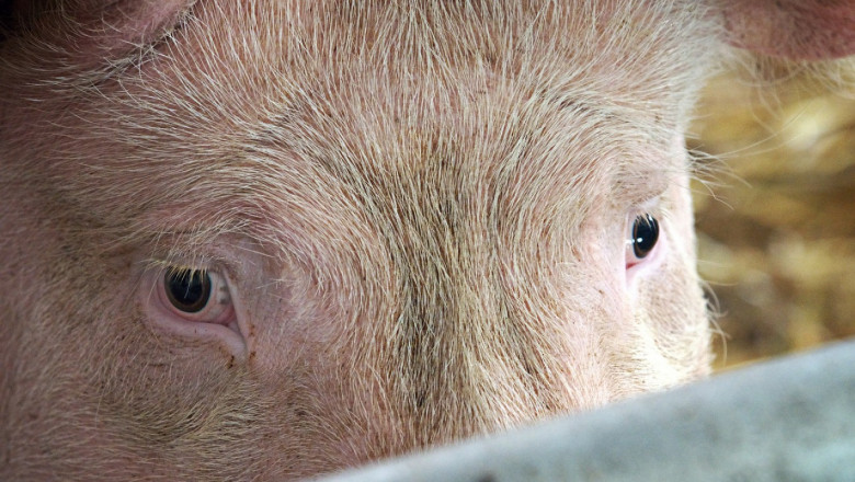 БАБХ: Свинете в Голямо Враново ще бъдат унищожени