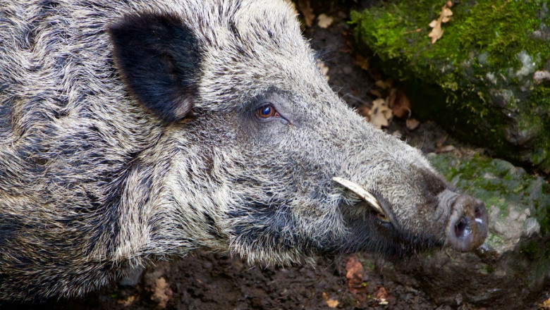 Чумата не стихва: Нов случай на вируса при диво прасе край Лом