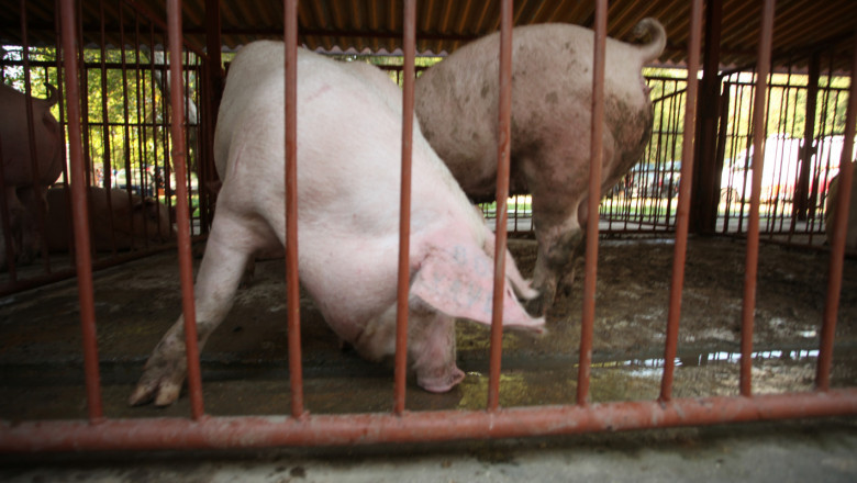 Започва изплащането на сумите за умъртвените животни в Смолянско