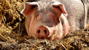 Как да приготвим фураж за свинете?