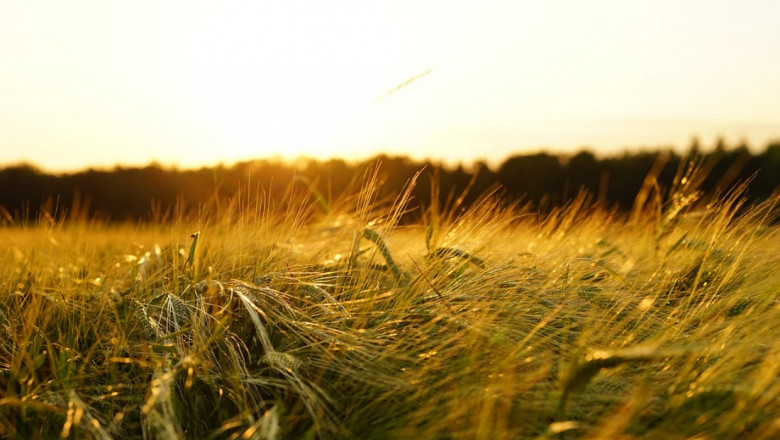 Жегата пренаписа прогнозите за реколтата в ЕС
