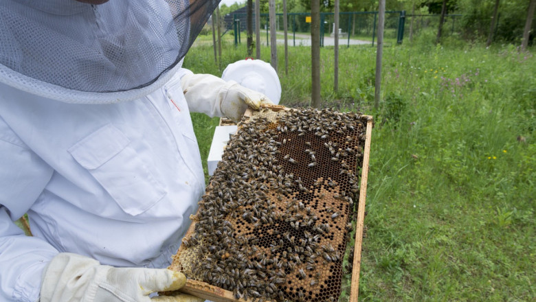 Осигуровки блокират достъпа на пчелари до субсидии