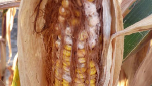Явни симптоми на фузариум по царевицата - Снимка 2