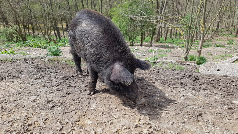 Нов пробив на чумата: Вирусът порази пасищни свине в Смядово