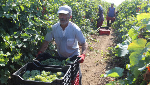 Гроздобер: Стопани откриват утре кампанията за прибиране на реколтата