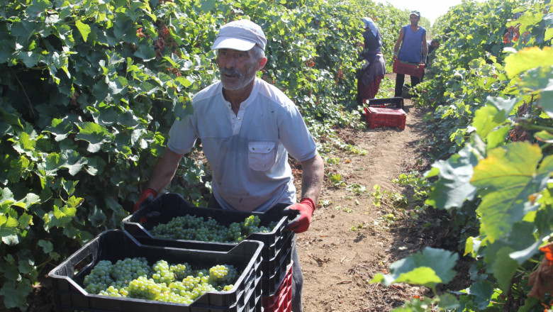 Гроздобер: Стопани откриват утре кампанията за прибиране на реколтата