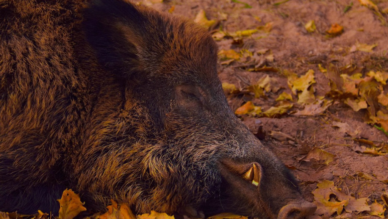 Тревога: Чумата по свинете се разгръща в Родопите