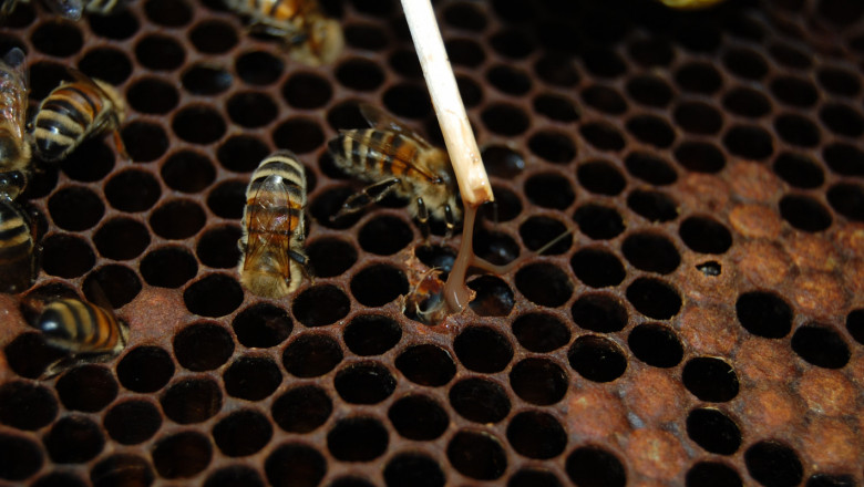 Американски гнилец нападна пчелни кошери във Врачанско