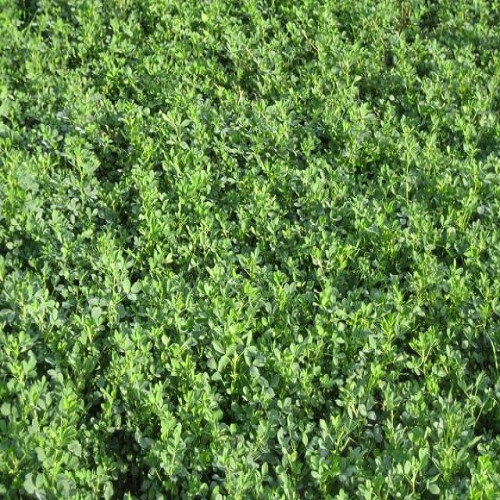 Продаваме семена люцерна реколта 2019 - декускутирани, сорт Приста-3 Регион Пазарджик тел 0879056651 - Снимка 1