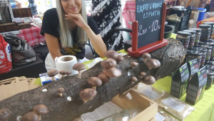 Вадят новите орехи и лешници на пловдивския пазар - Снимка 5