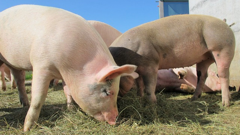 Спад на продажбите и търговски бариери удариха свиневъдите