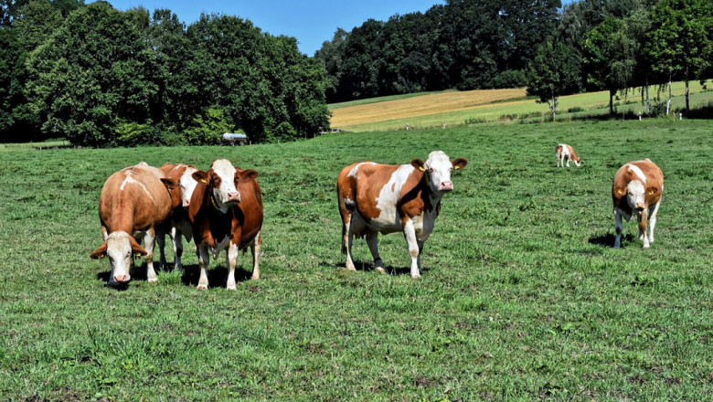 Агроиновации: Джаджи следят кравите дали пасат 