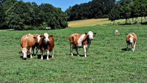 “Спаси крава” - как да си купиш крава и да пиеш мляко, без да излизаш от офиса - Agri.bg