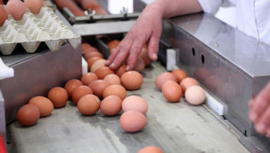 Яйцата у нас по-скъпи с 5,9%