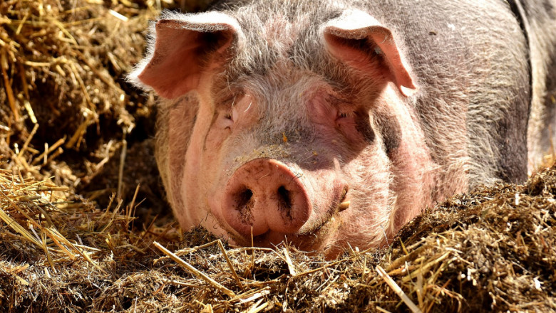 Започва умъртвяване на домашни свине, опазени от стопаните им