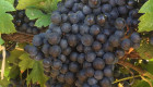Продавам грозде мерло,памид и каберне Брестовица - Снимка 3