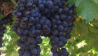 Продавам грозде мерло,памид и каберне Брестовица - Снимка 5