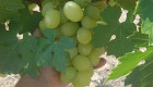 Продавам грозде мерло,памид и каберне Брестовица - Снимка 6