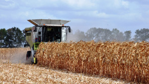 Реколта: От 600 до 900 кг царевица от декар прибират в Добруджа