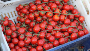Експерти: Внасяме с 18% повече домати всяка година - Снимка 1