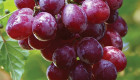 Продавам грозде мускат, мерло, ркацители, мискет - Снимка 1