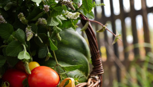 Световната търговия с домати продължава да расте - Agri.bg