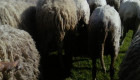 Овце - Снимка 1