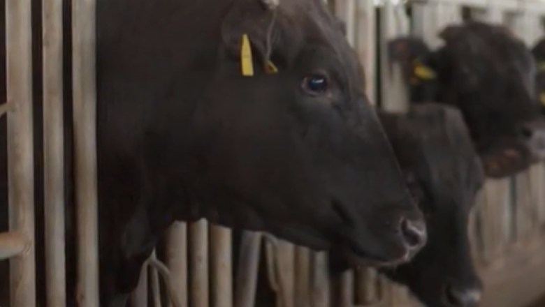 „Вагу“: Породата, която дава най-скъпото говеждо месо в света