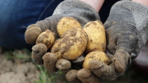 Фермерите очакват малко по-добра реколта от картофи