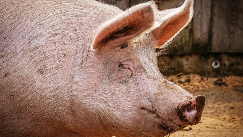 Нови огнища на чума, умъртвяват прасетата в още 7 села