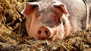 Евростат: България с най-голямо намаление на свинете и говедата в ЕС  - Agri.bg