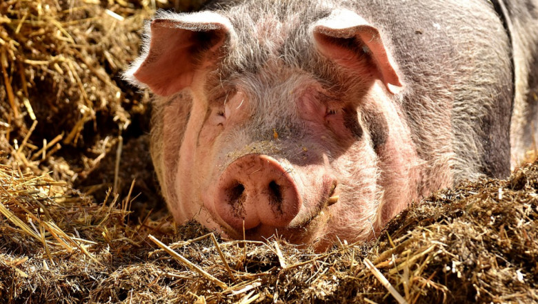 Евростат: България с най-голямо намаление на свинете и говедата в ЕС 