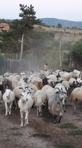 овце,кози - Снимка 1