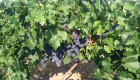 Продавам грозде мерло, бели винени сортове, брестовица за ракия, болгар за ракия - Снимка 1